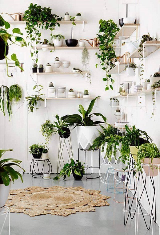 interior-plants-5